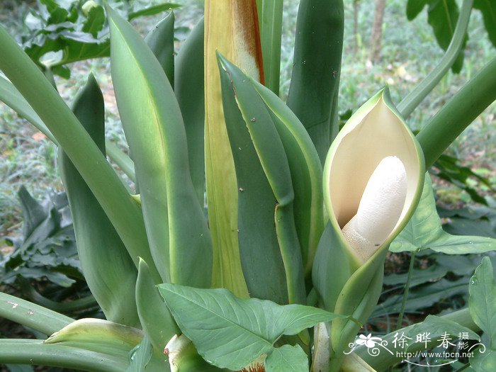 土豆种植时间和方法