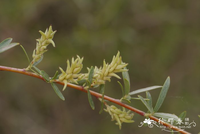 枙子花