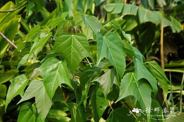 白色郁金香花语和寓意