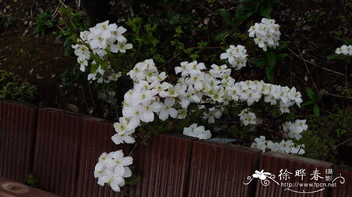 七里香花的养殖方法