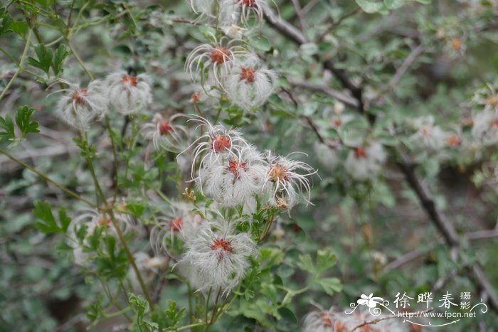 长春市花是什么花啊