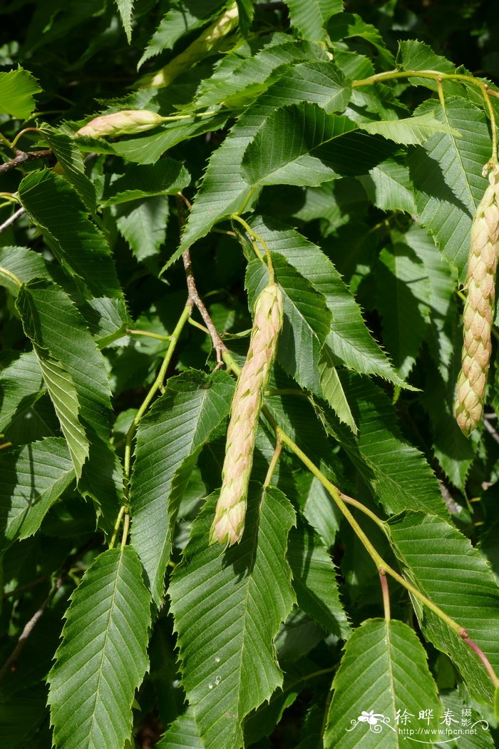 茶梅一年能开几次花