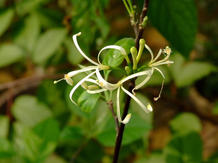 千万不要在家里水培蔬菜