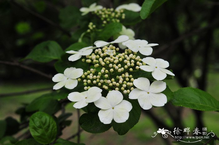 木本花卉植物大全