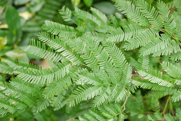 金枝玉叶花