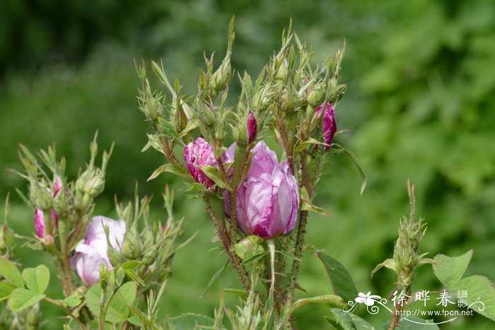 风信子花期