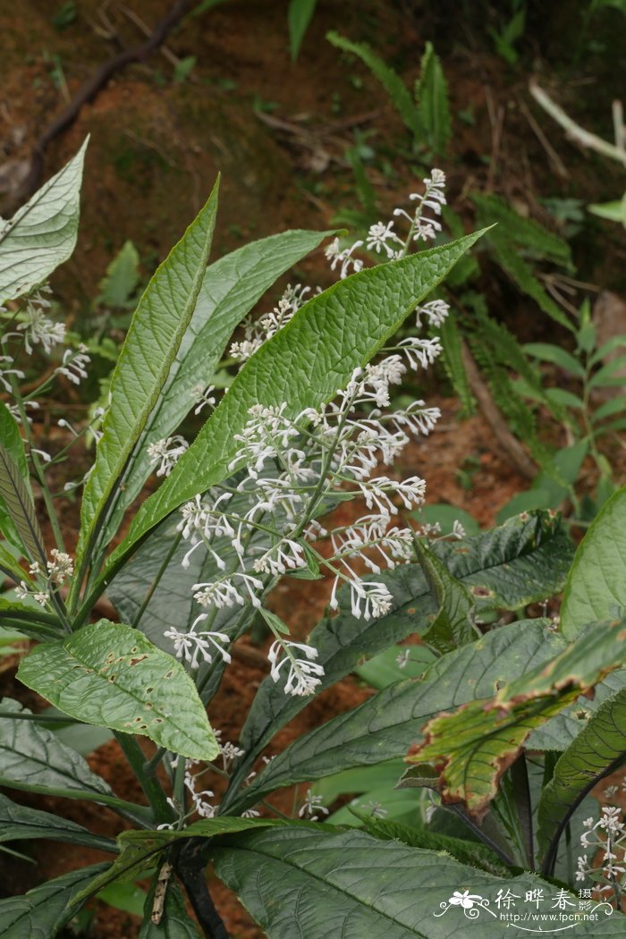 阳生植物