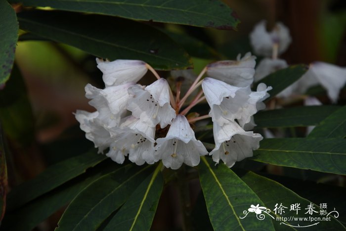 百合种植技术与栽培管理