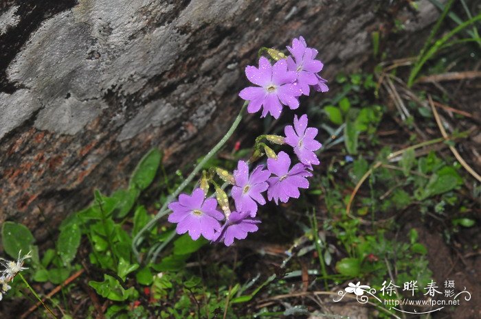 竹节海棠图片