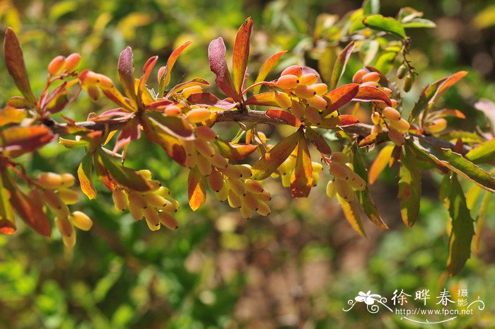 植物花卉图片大全