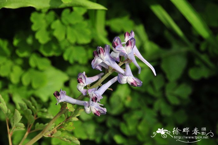 茉莉花冬天怎么养才能安全过冬 