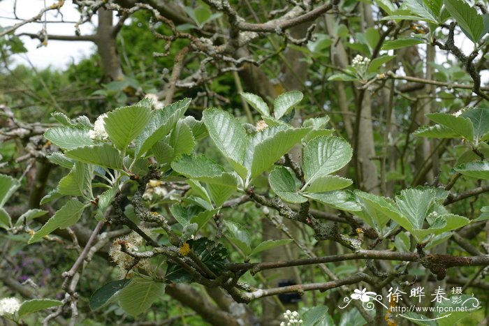 黄木香花为什么叫鬼招手