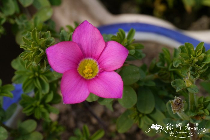 鲜花的花语