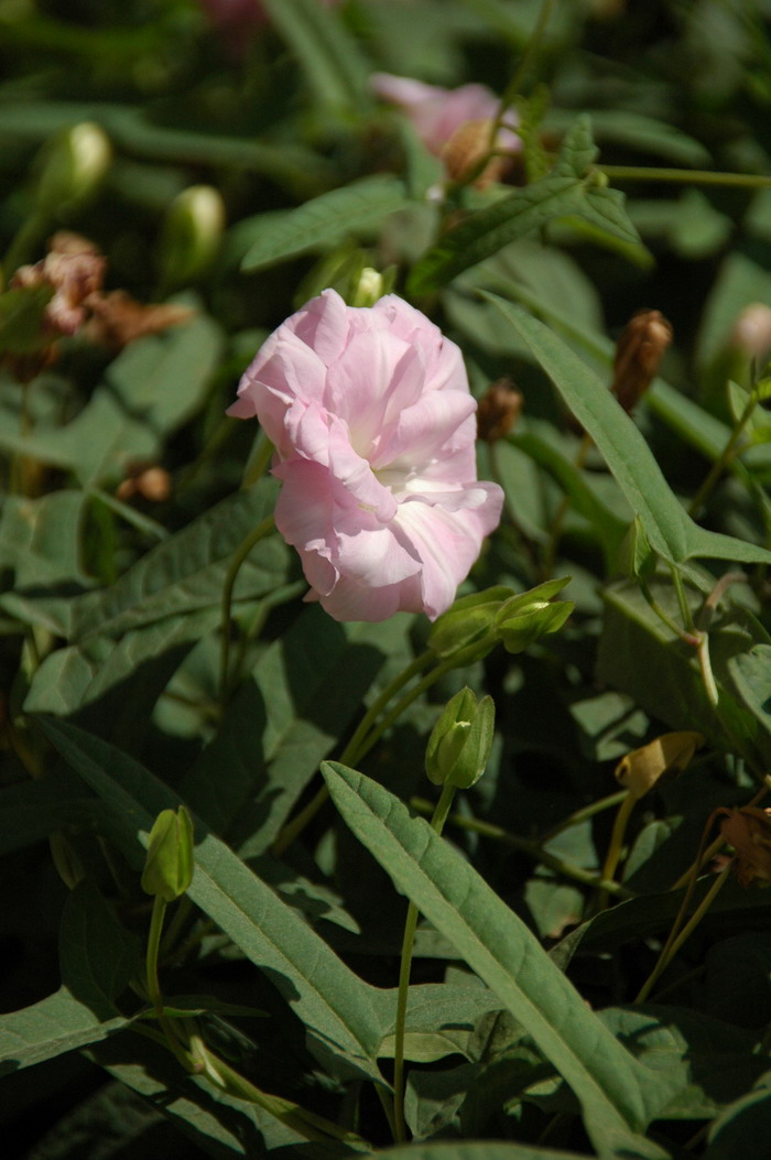 百合花花语