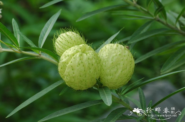 香椿芽图片