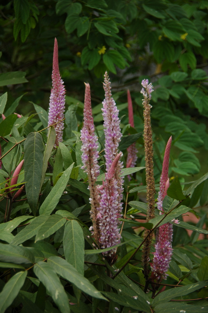 石龙芮