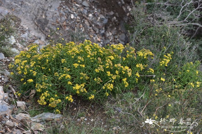 小花园设计