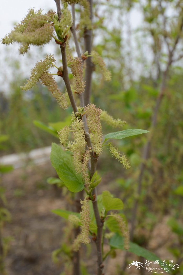 百合花寓意是什么意思