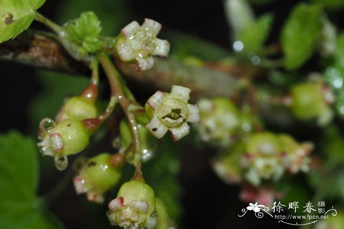 梅花什么季节开花