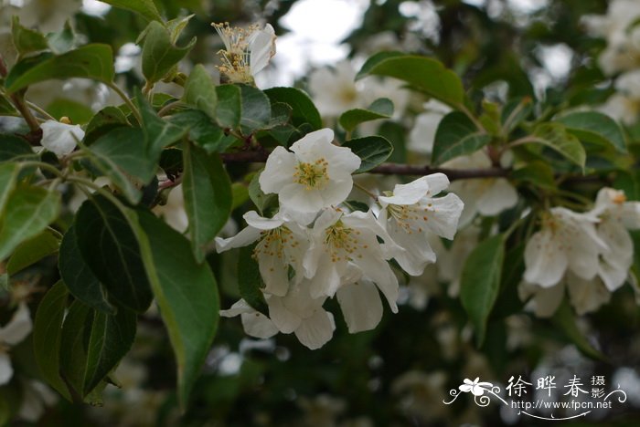 菠菜多少钱一斤?