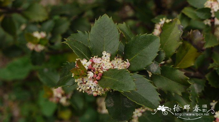 山楂花