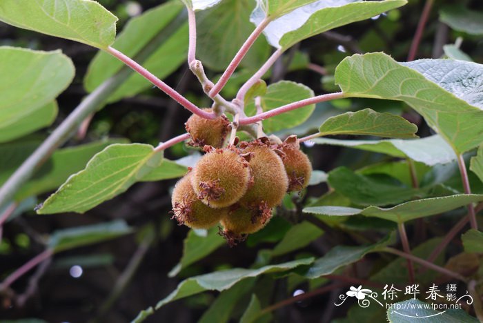 先开花后长叶是什么花