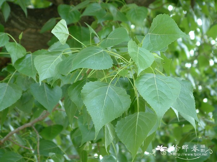 桂花什么时候开花