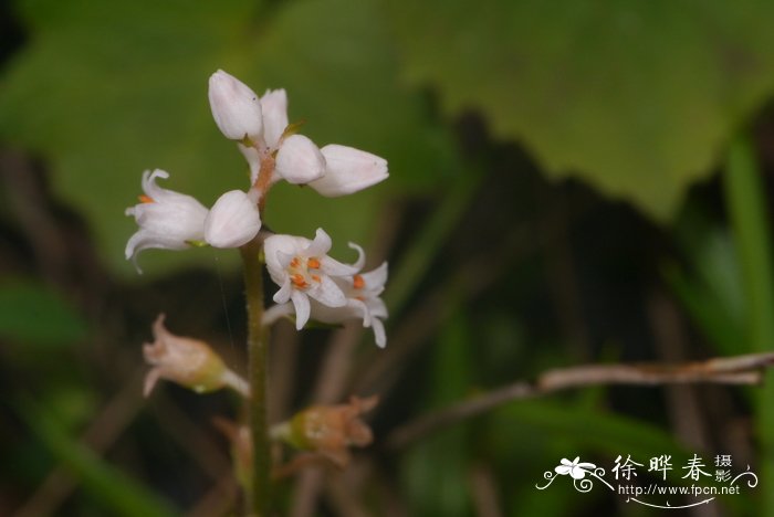 铁树会开花吗