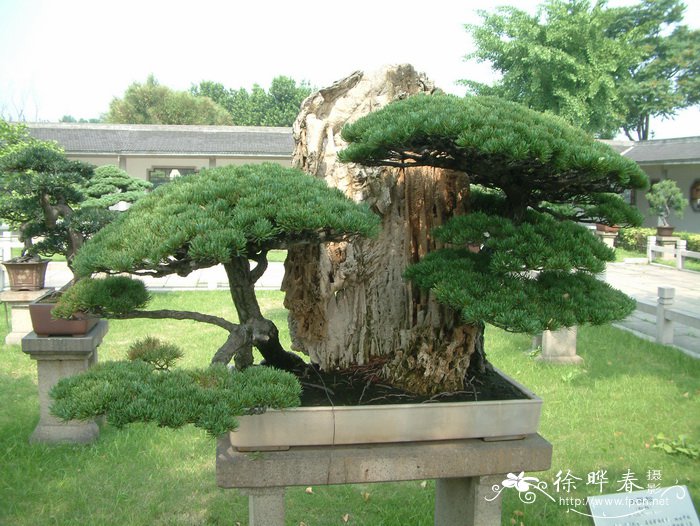 室内观叶植物