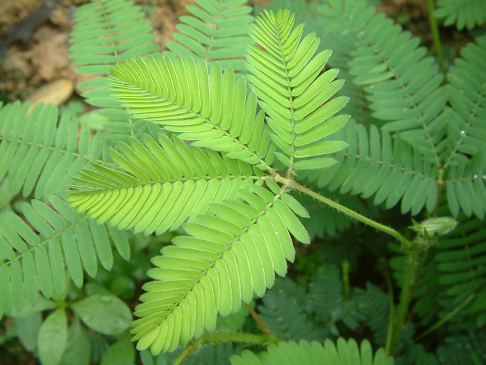 榕树花图片