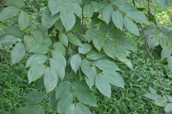 仙人球什么时候开花?