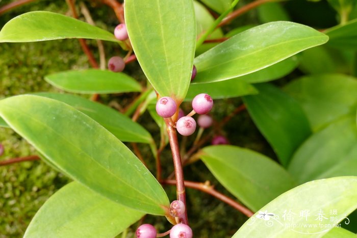 丝瓜露天种植时间和方法