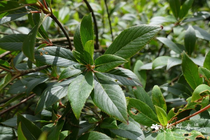 郁金香几月开花