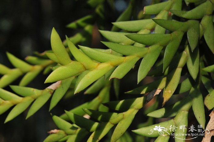 无刺花椒树苗