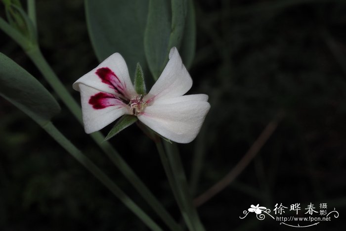 教师节送什么花好