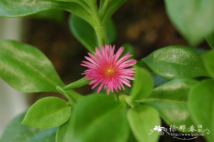 白色郁金香花语和寓意