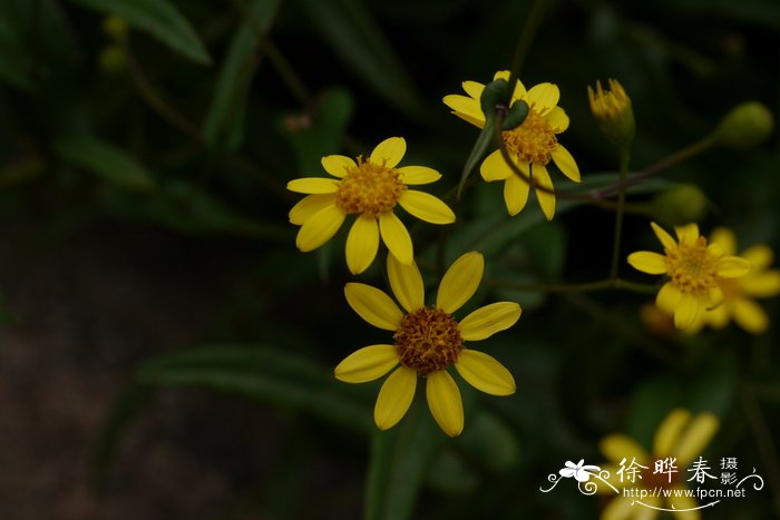 月季花的寓意