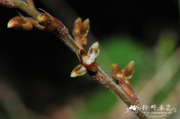 香雪兰花图片