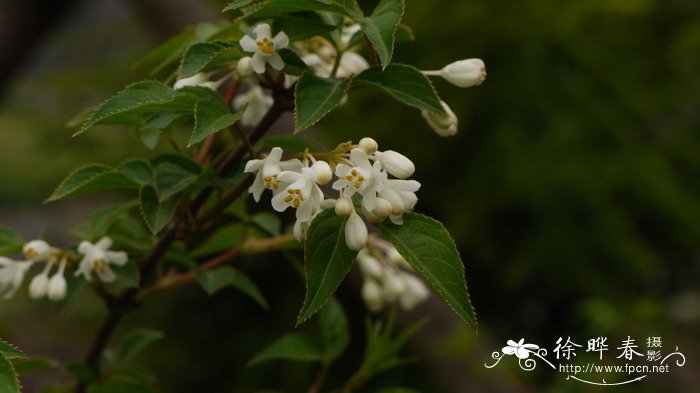 水仙花怎么水培