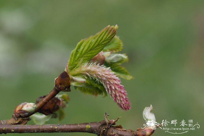 绣球花花语