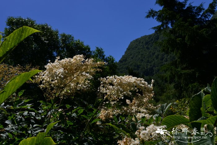 雀梅老树桩盆景