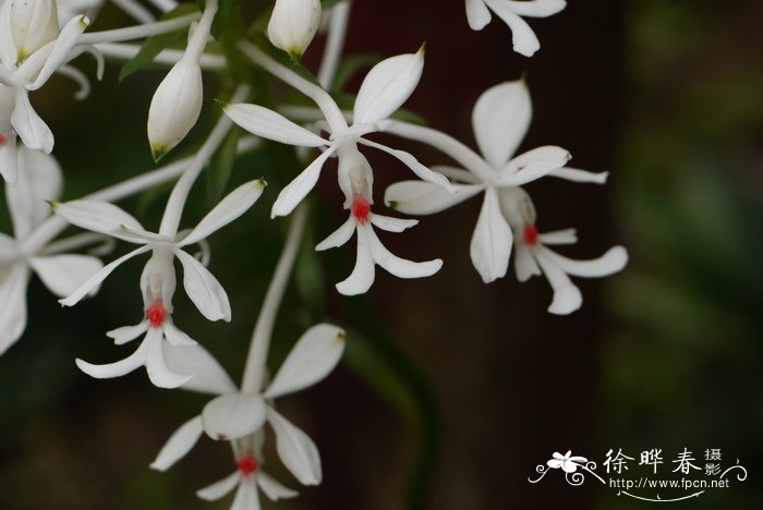 枙子花