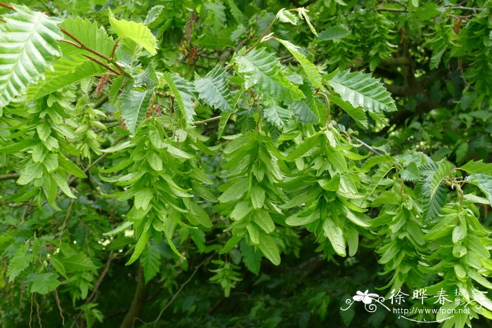 梅花的花语是什么