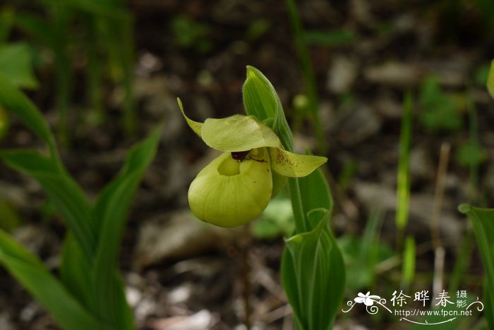 茶花小苗价格