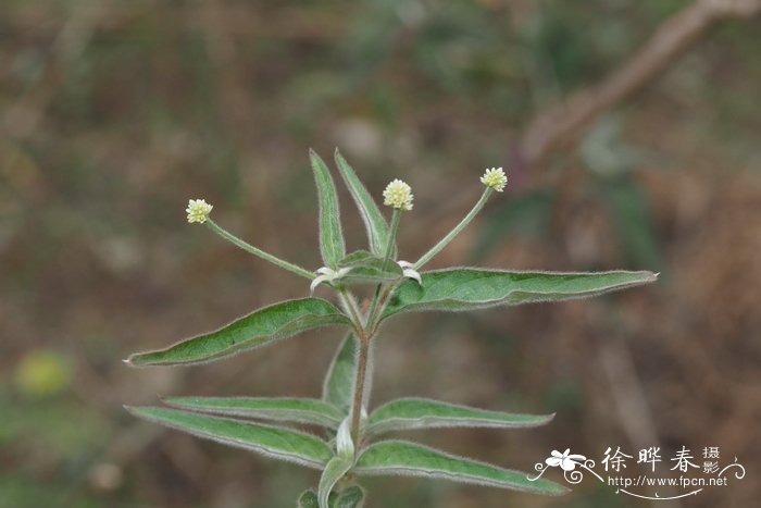 阳生植物