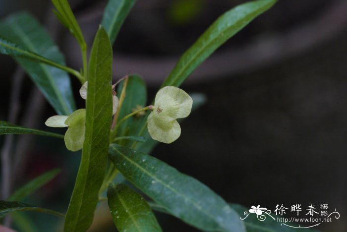 长寿花花语象征与寓意