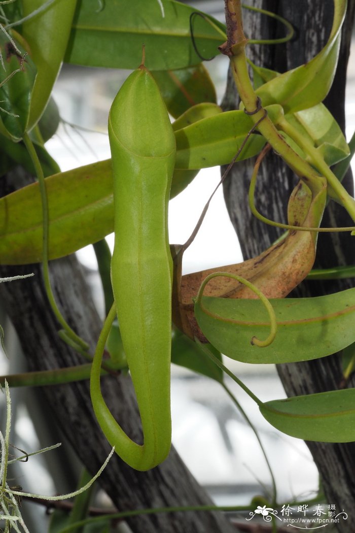 百合种植技术与栽培管理