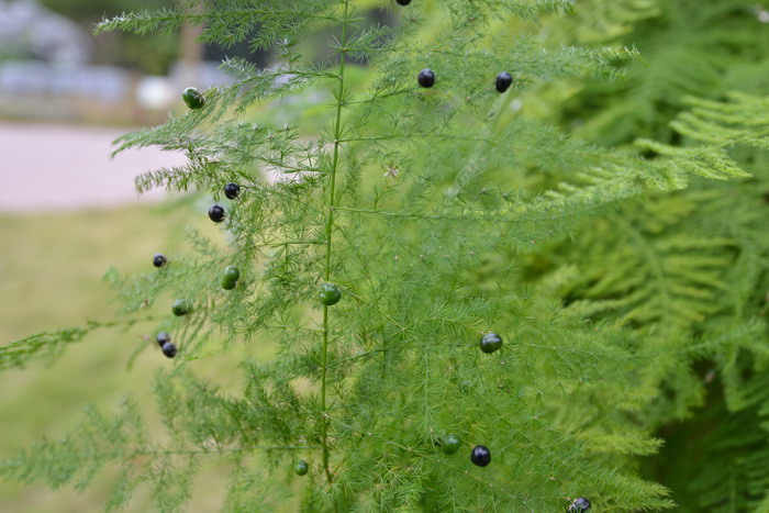 云南罗平油菜花