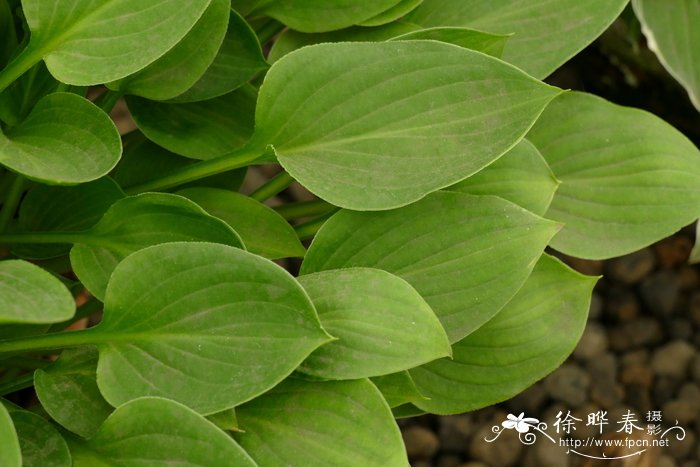 黄荆盆景图片大全欣赏