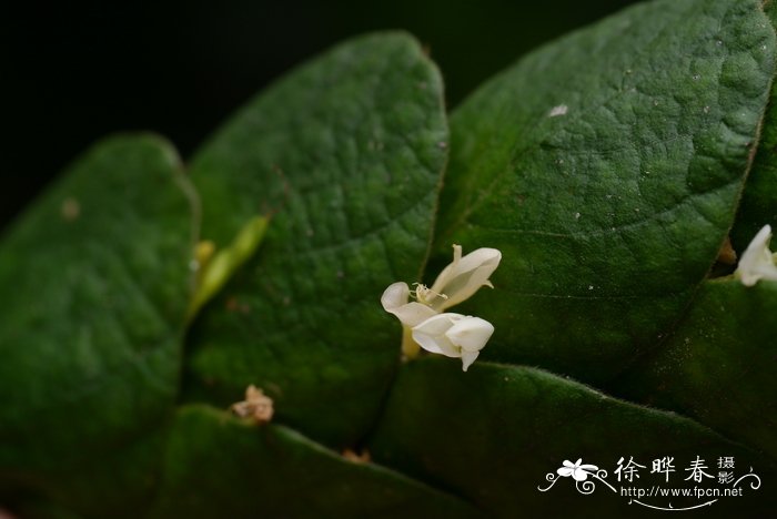 鸡蛋花树